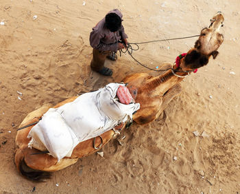 Camel with rider in the desert