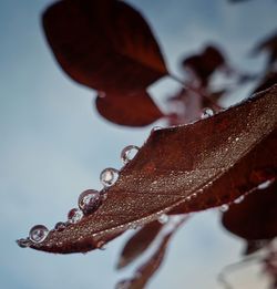 Close-up of wet leaves during autumn