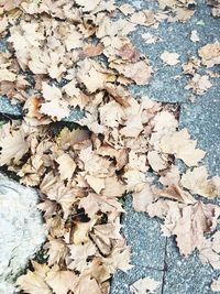 High angle view of maple leaves on field