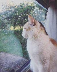 Close-up of cat sitting on car window
