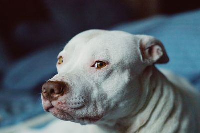 Close-up portrait of a dog