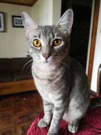 Close-up portrait of cat sitting at home