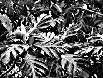 Full frame shot of plants