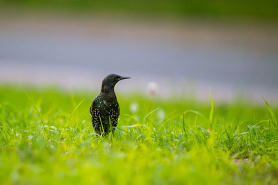 Close-up of bird perching on grass