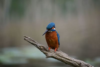 Close-up of bird perching on leaf