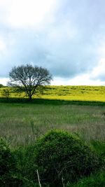 Scenic view of field against sky