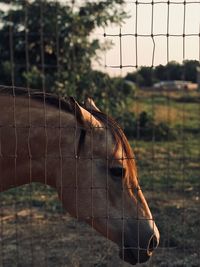 Close-up of a horse on field