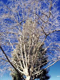 Low angle view of bare trees against blue sky