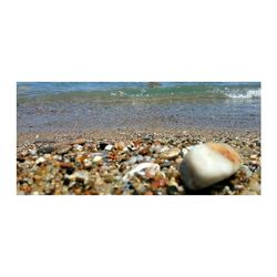 Close-up of seashells on beach against clear sky