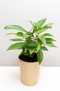 Close-up of potted plant against white background