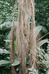 Close-up of palm tree by lake