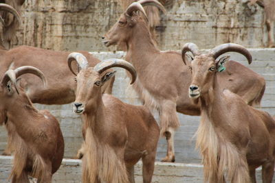 View of goats in a zoo