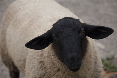 Close-up of an animal head