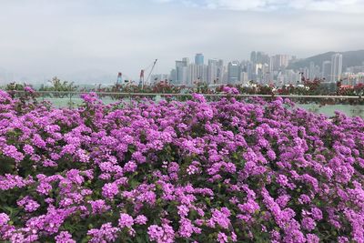 Purple flowering plants in city against sky