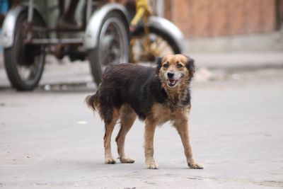 Stray dog standing on road