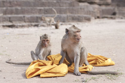 Monkey and infant playing with fabric