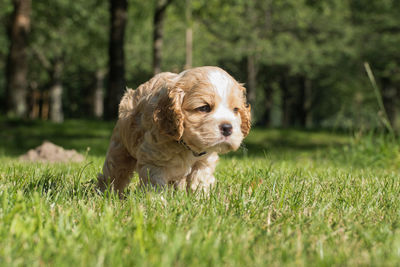 Dog running in a field