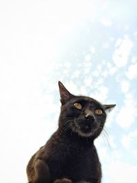 Black cat looking away against sky