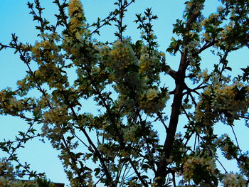 Low angle view of trees against blue sky