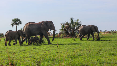 Elephants in uganda