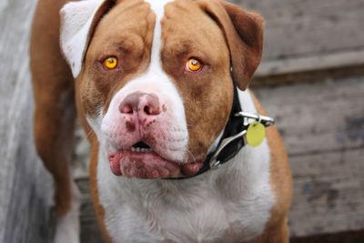 Close-up portrait of dog looking at camera 