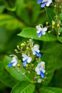 Close-up of purple flowering plant