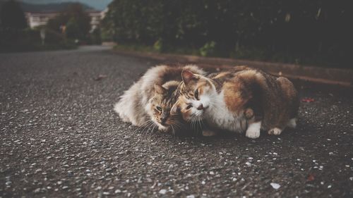 Portrait of stray cats on road