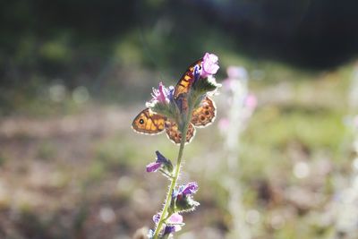 Close-up of butterfly pollinating on purple flower