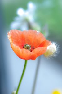 Close-up of orange poppy flower