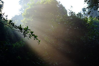 Low angle view of trees against sky in forest