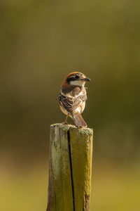 Close-up of bird perching on wooden post