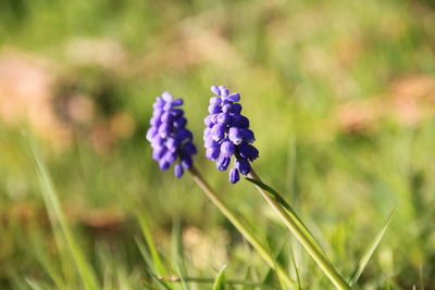 Close-up of purple flowers