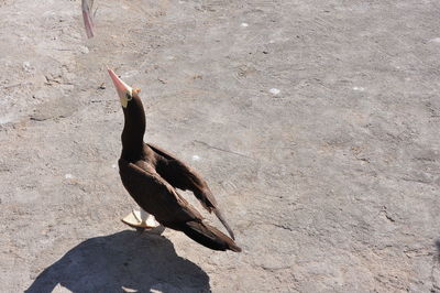 High angle view of bird perching on field during sunny day