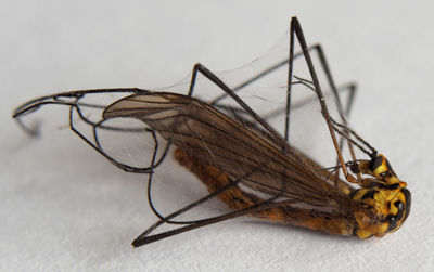 Close-up of fly on table