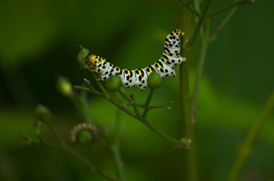 Close-up of insect on flower