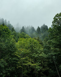 Scenic view of forest against sky