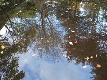 Low angle view of trees