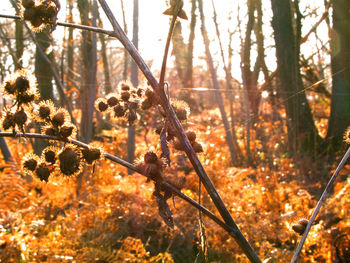 Sunlight streaming through trees in forest