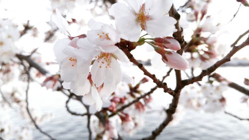 Close-up of apple blossoms in spring
