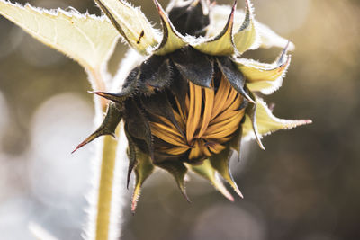 Close-up of insect on flower