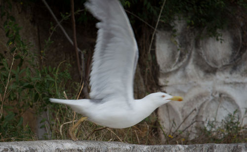 Close-up of bird flying