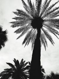 Low angle view of palm tree against sky