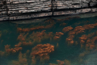 High angle view of seaweeds floating in sea