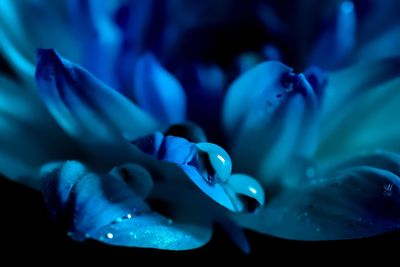 Close-up of blue flower