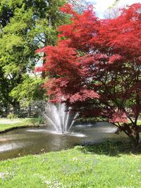 Trees growing in park