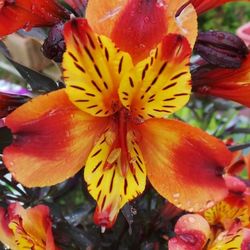 Close-up of orange flower blooming outdoors