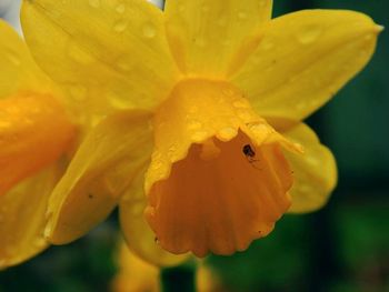 Close-up of yellow flower