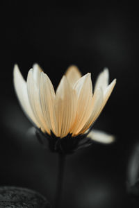 Close-up of white flower against black background