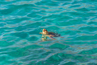 High angle view of dog swimming in pool