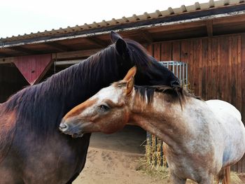 Close-up of horse in ranch